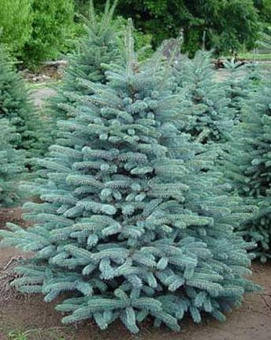 Ель канадская голубая Picea glauca ком, мешок, сетка, 125-140 см