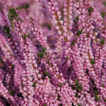 Изображение загружено обработкой по данным файла Excel