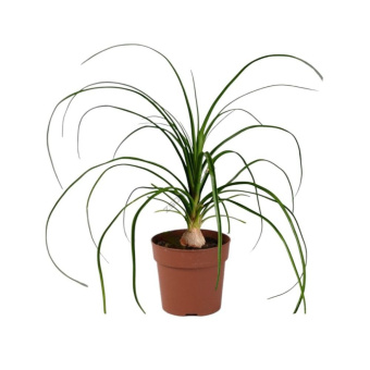 Нолина микс D10cм H30см