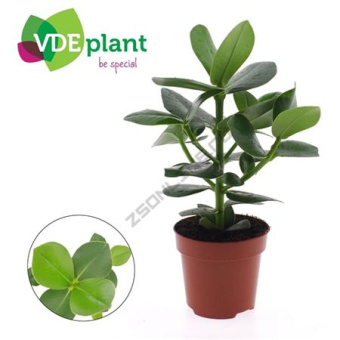 Клузия D7см H15см