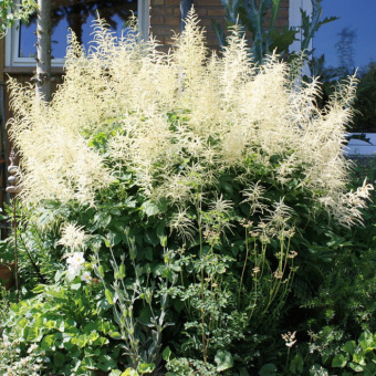 Астильба Арендса Браутшлейер