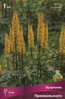 buzulnik_prezhevalskogo_kaper