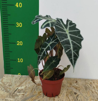 Алоказия микс D9 К*