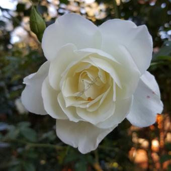Роза флорибунда Айсберг, 3,5 л