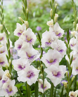 Гладиолус Авиол 10-12/К 10шт