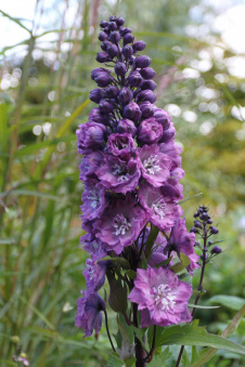 Дельфиниум высокий Дельфис Пинк Пауэ