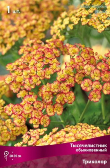 tysyachelistnik_obyknov_trikolor_kaper