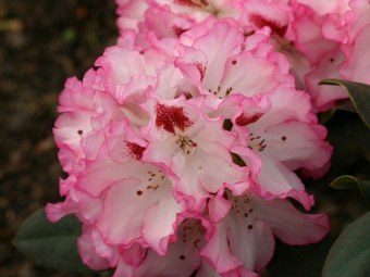 rhododendron-hachmanns-charmant-s-m003320_w_0
