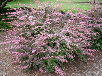 barbaris-tunberga-pink-kvin-berberis-thunbergii-pink-queen-massiv.jpg