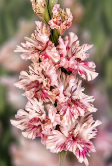 Гладиолус Тот Самый Мюнхгаузен