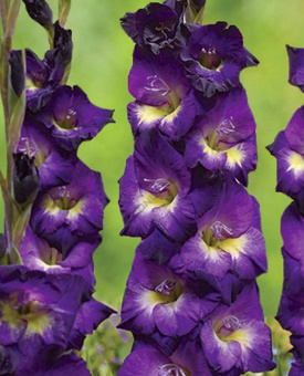 Лола-Монтес