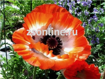 Изображение загружено обработкой по данным файла Excel