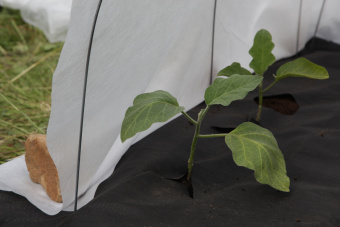 IMG_9020  Мульча С Перфорацией и без