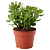 Крассула  D12см H15см