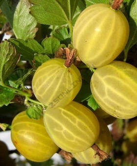 Крыжовник Яровой