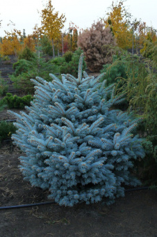 Ель колючая Глаука C10