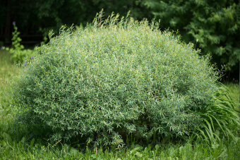575359_e27dc96a