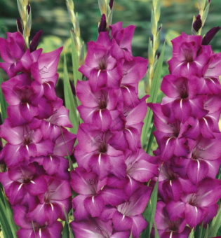 Гладиолус Гранд Пэшн