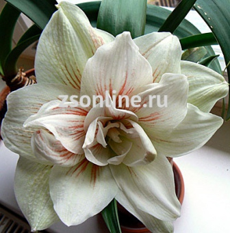 Изображение загружено обработкой по данным файла Excel