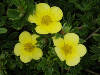 Лапчатка кустарниковая Фридхем