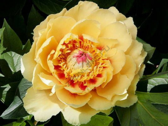 Пион ИТО-гибрид Бордер Чарм