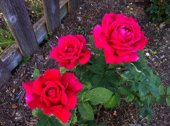 Роза плетистая Клайминг Крайслер Империал