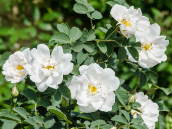 3.-roza-morshchinistaja-alba