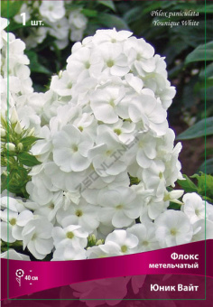 Флокс метельчатый Юник Вайт, 1 шт