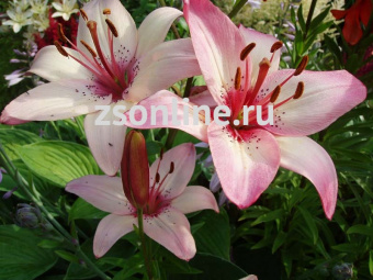 Изображение загружено обработкой по данным файла Excel