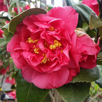 kamelia_japan_kramers_suprime