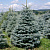 Ель колючая (Picea pungens Glauca) C2/C3 25-30