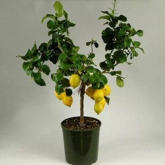 Цитрус Мейра на штамбе 22/70