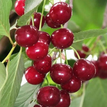 Вишня Изобильная (в коробке) (поздний, темно-красный)