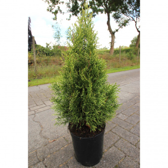 Туя западная (Thuja occidentalis Brabant C4 80-100)