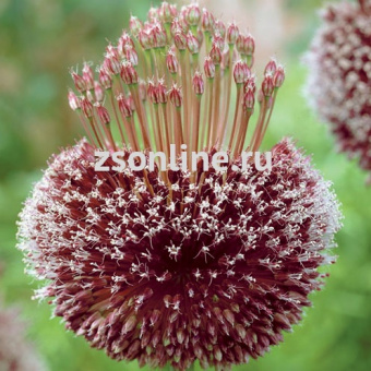 Изображение загружено обработкой по данным файла Excel