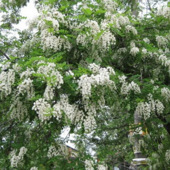 Изображение загружено обработкой по данным файла Excel