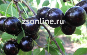 Изображение загружено обработкой по данным файла Excel