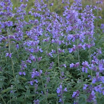 Котовник Фассена Сикс Хиллз Жиант, С 1,5-2