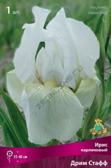 Ирис карликовый Дрим Стафф/К