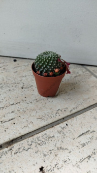 Маммилярия 5/5 см