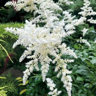 Астильба японская Аваланш (белый) 1шт
