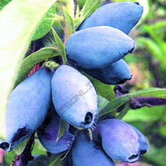 Жимолость съедобная Синяя птица (С2)