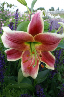 Лилия ОТ-Гибрид Мр. Джоб