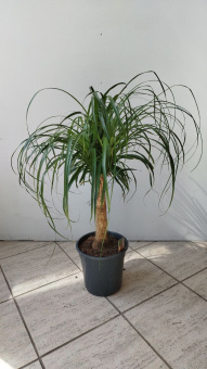 Нолина Бокарнея 21/60