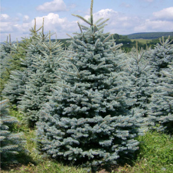 picea-glauca-1