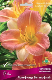 lileinik_gibrid_longfilds_batterfly_kaper