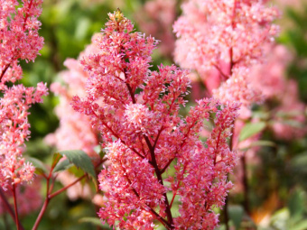 Астильба Арендса Лоллипоп