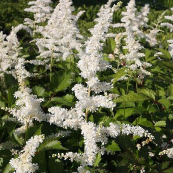 Астильба японская в асс.V 1,5л