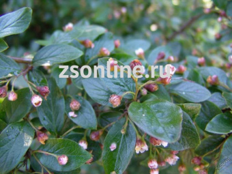 Изображение загружено обработкой по данным файла Excel