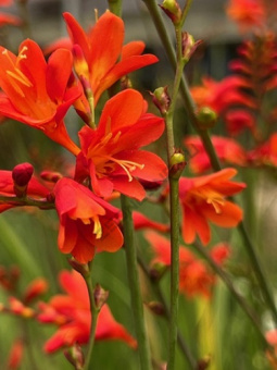 Крокосмия Ред Кинг 6-7/К 10шт